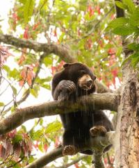 Sunbear