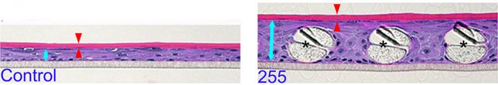 Epidermal-Equivalent Models