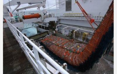 100 Tons of Alaskan Pollock