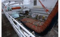100 Tons of Alaskan Pollock