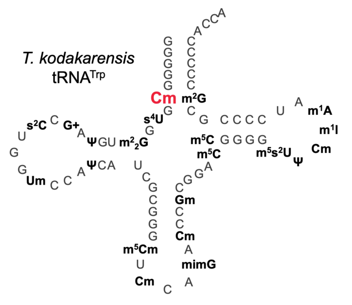 Secondary structure of T. kodakarensis Tryptophan-tRNA