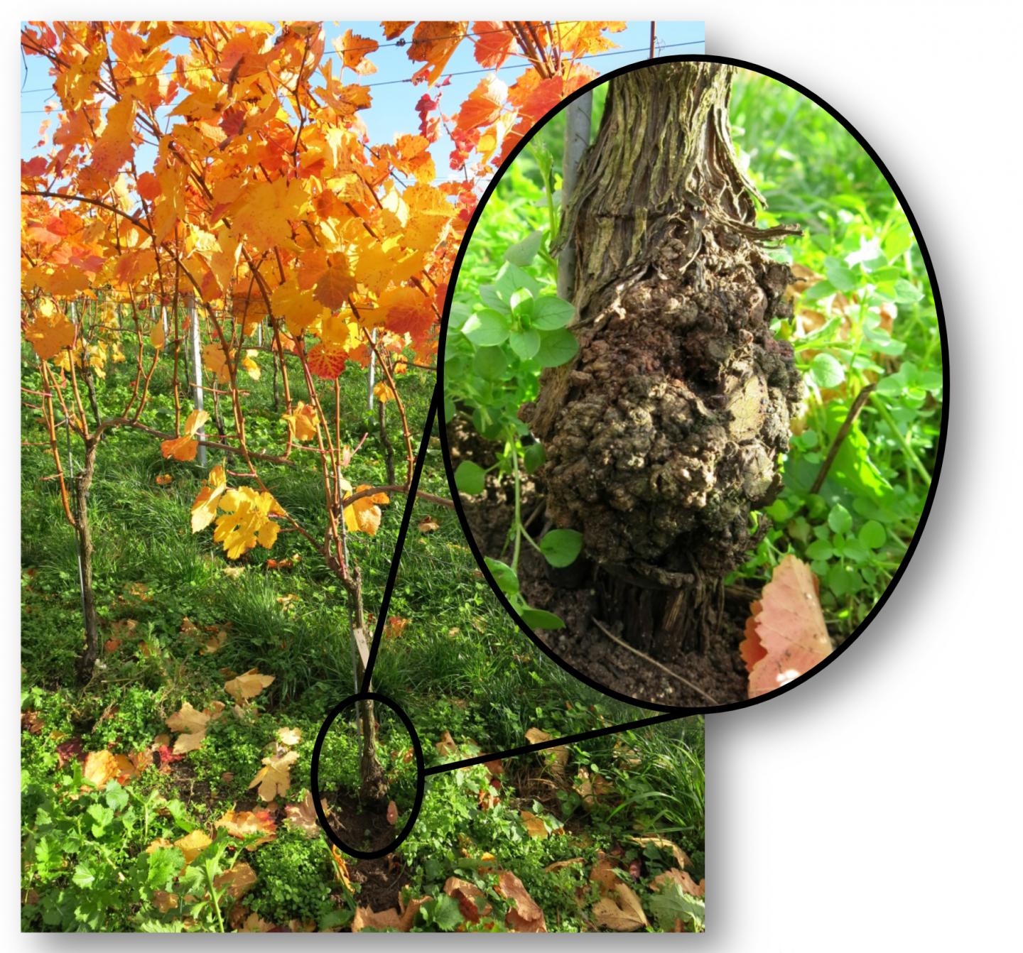 Crown Gall Tumor on Grapevine