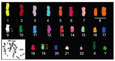 Karyotype