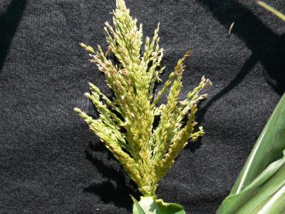 Tassle