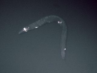 A Worm's Brain
