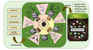 Synthesis, mechanism, and application of element-doped biochar for heavy metal contamination in agricultural soils