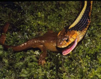 Thamnophis Sirtalis Eating a Tetrodotoxic Taricha Granluosa