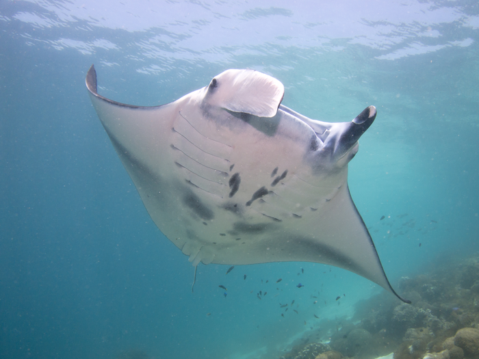 Komodo National Park manta cleaning