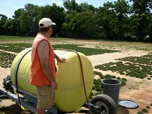 Researcher in Turf Field