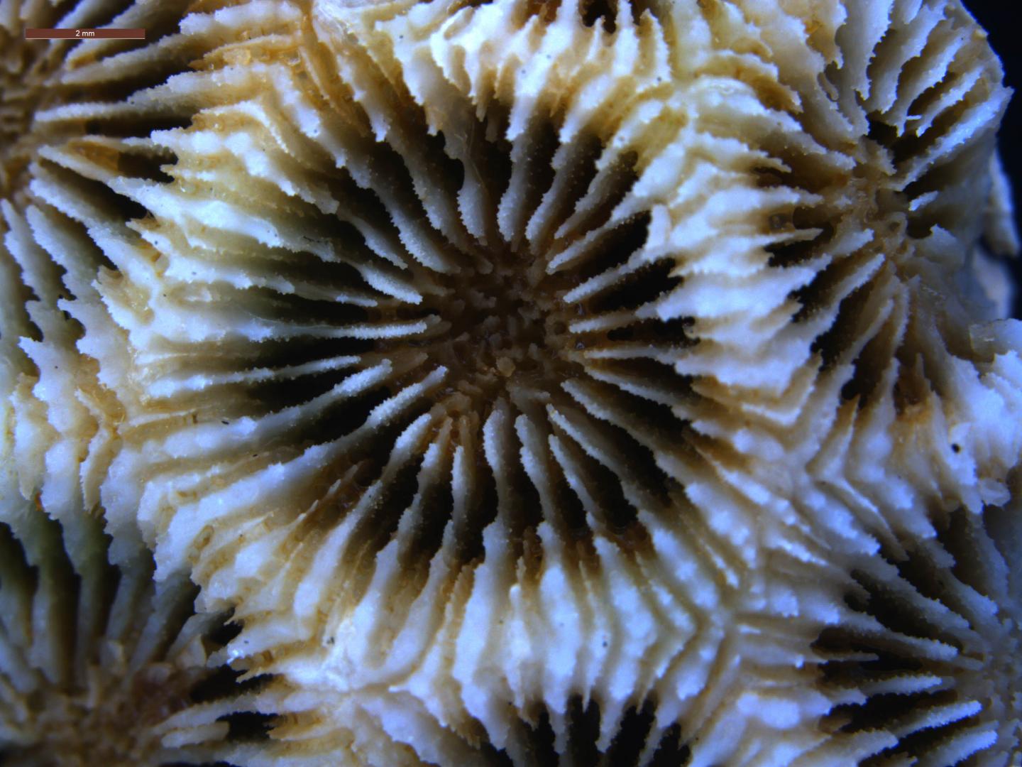 Coral Skeleton