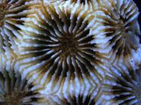 Coral Skeleton