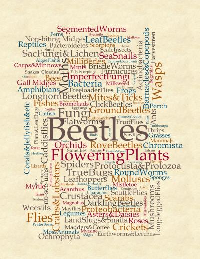 Word Cloud of New Species