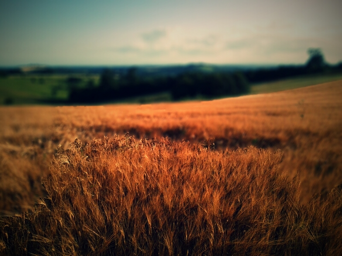 Wheat Field
