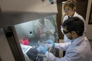 The developed bioengineering approach involves embedding thin slices of lymph node tissue in a soft gel that mimics the body’s natural environment.