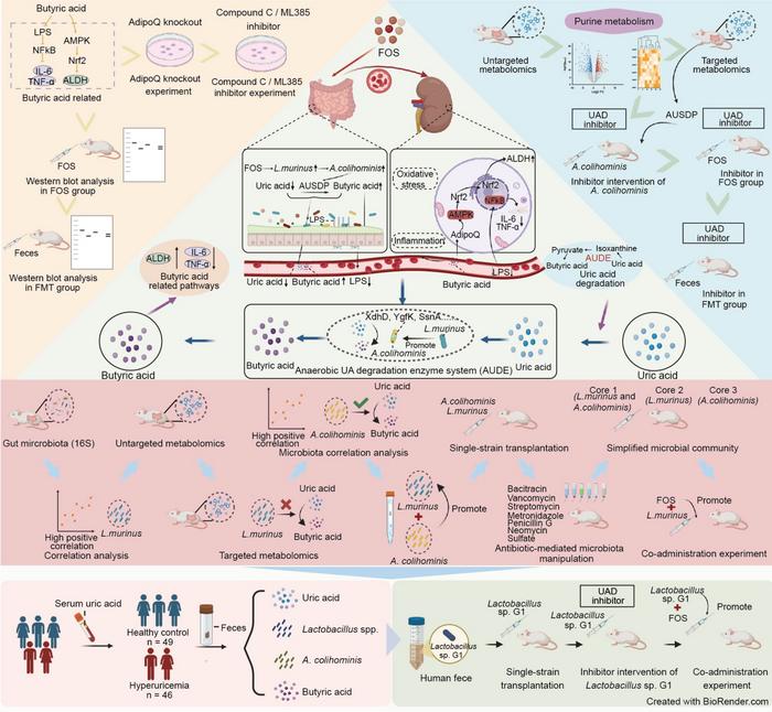 Schematic diagram of the alleviation of hyperuricemia via the fructooligosaccharide-induced “Ligilactobacillus murinus-Anaerotruncus colihominis” axis.