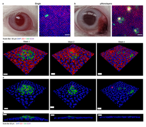 Examples of Corneal Integration