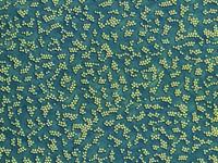 Clusters of Solitons