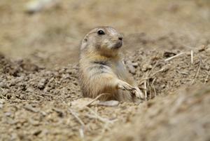 A prairie dog at the Smithsonian's National Zoo