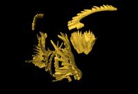 Conodont