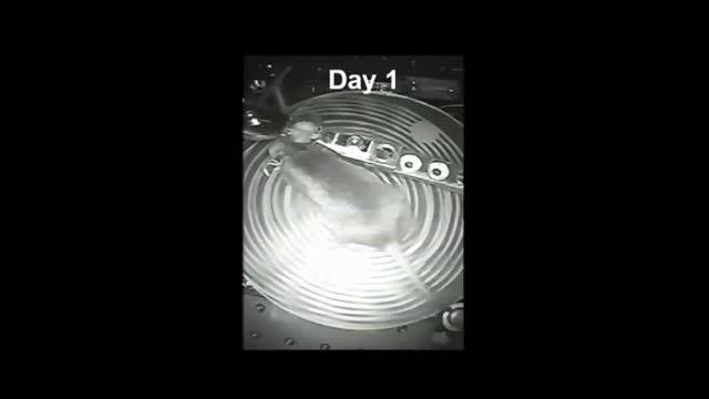 Day 1 for Mouse on Spinning Disc
