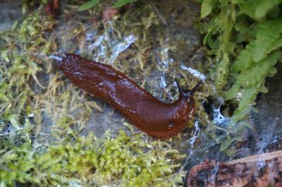 Spanish Slug