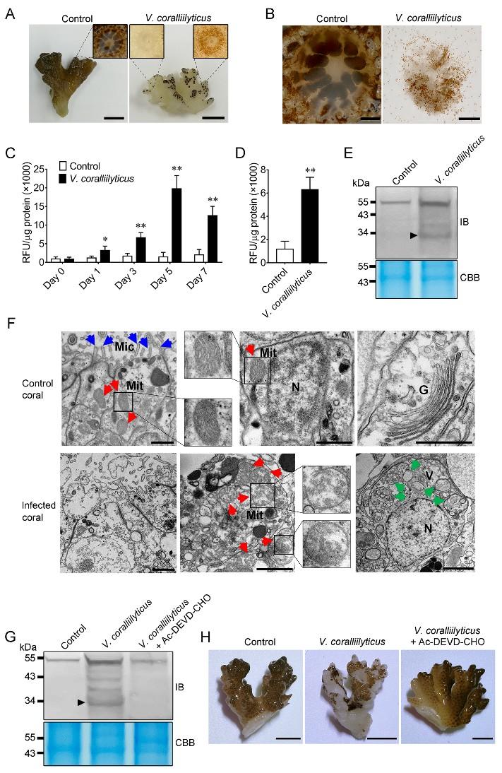 GSDME is Involved in Pathogen-Induced Coral Death