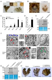 GSDME is Involved in Pathogen-Induced Coral Death