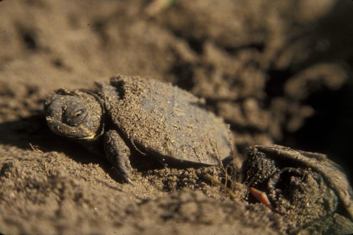 Painted turtle hatchling