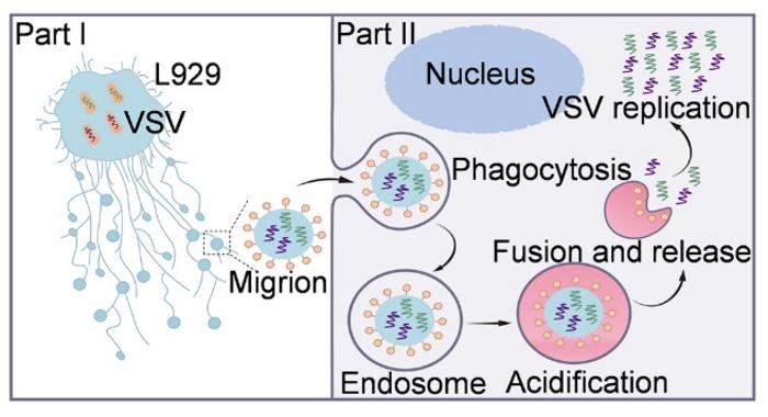 Migrion biogenesis and intracellular release pathway: the generation of Migrion and the processes in recipient cell including phagocytosis, endosomal acidification and content release.