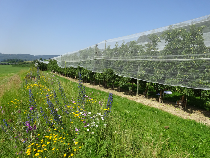 Flower strip bordering apple orchard