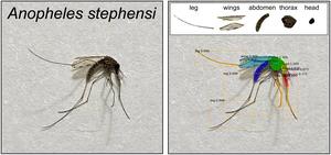 Anopheles stephensi AI graphic