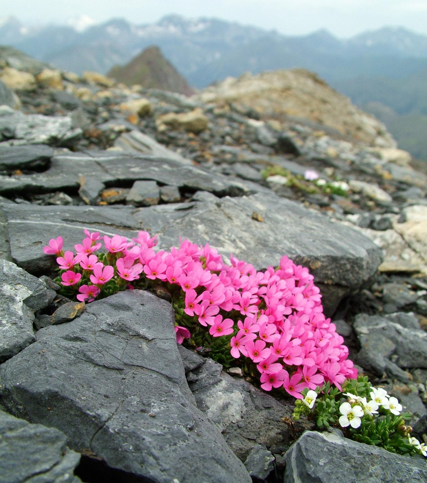 <em>Androsace ciliata</em> and <em>Hutchinsia alpina</em>