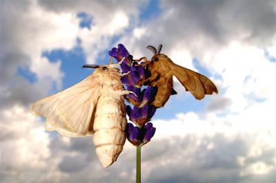 <i>Bombyx mori</i> and <i>Bombyx mandarina</i>