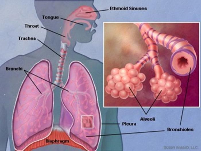Significant differences between males and females in the management of pneumonia were identified.