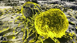 Cancer Cells