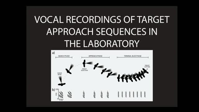 Platform Echolocation