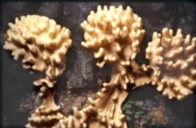 Cladiella