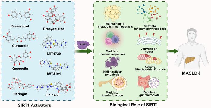 The Role of Hepatic SIRT1: From Metabolic Regulation to Immune Modulation and Multi-target Therapeutic Strategies