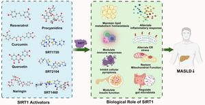 The Role of Hepatic SIRT1: From Metabolic Regulation to Immune Modulation and Multi-target Therapeutic Strategies