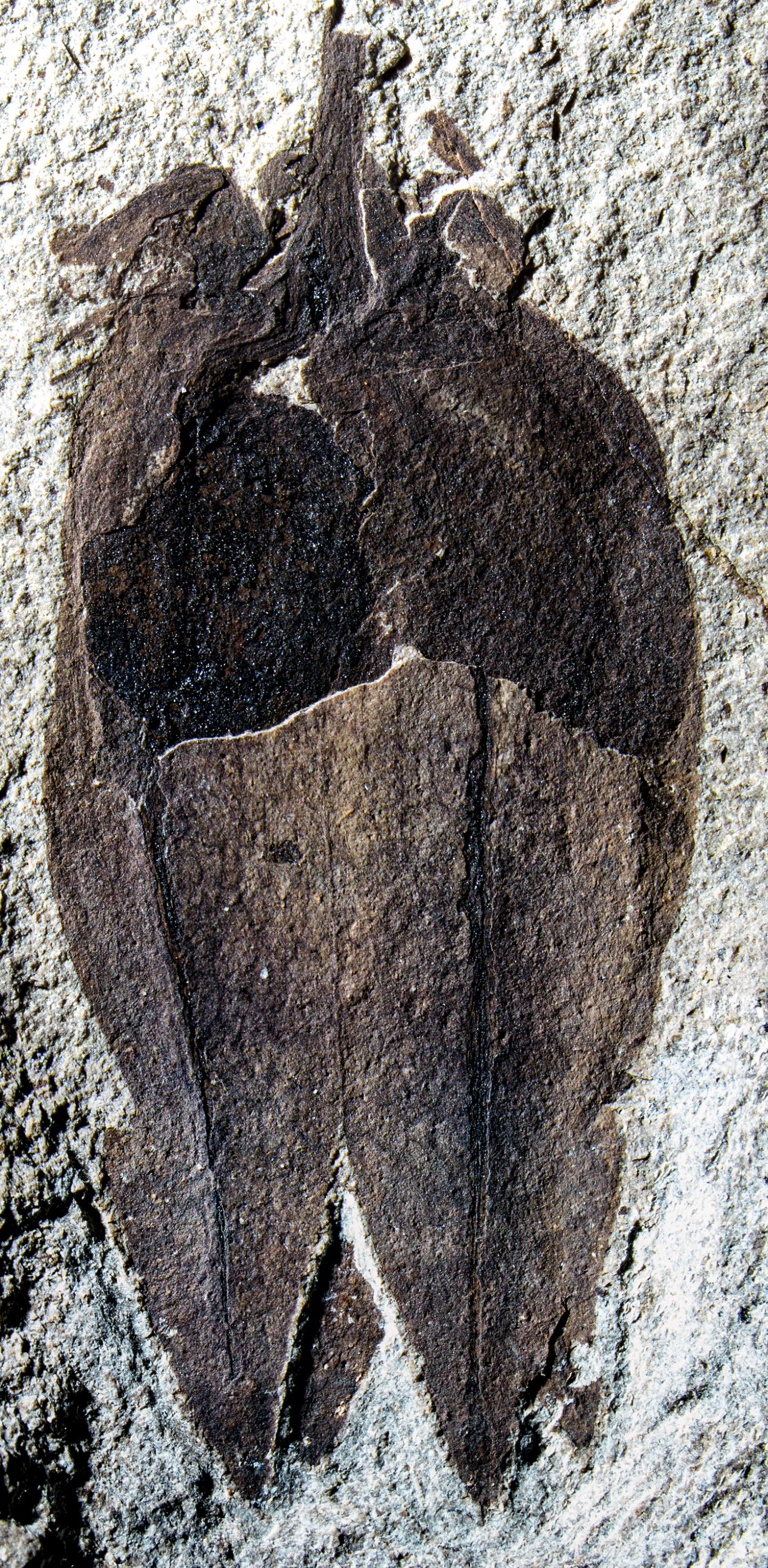 Fossil Tomatillo (1 of 2)