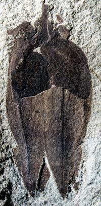 Fossil Tomatillo (1 of 2)