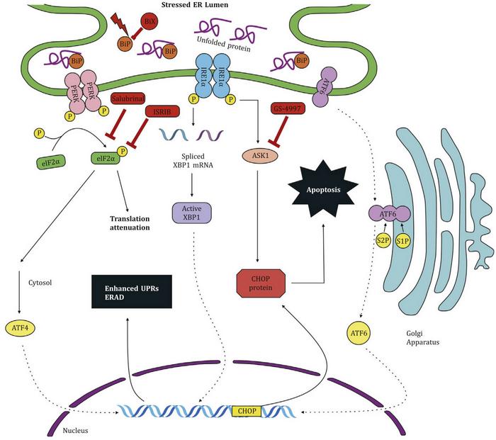 Modulating unfolds protein responses.