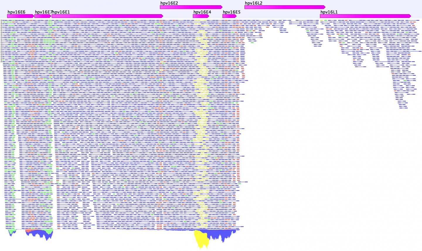 HPV Gene Expression