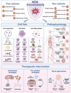 Reactive oxygen species (ROS) and ROS homeostasis