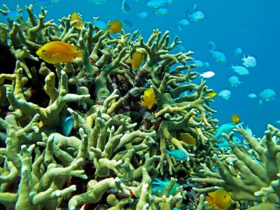 Scott Reef, WA, Australia