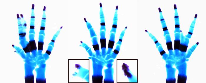 Skeletal limb abnormalities associated with engrailed-1 mouse mutants