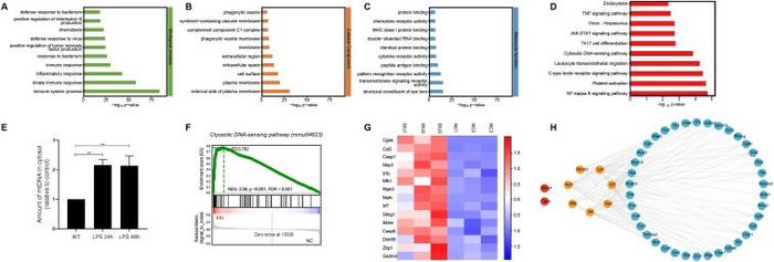 GO enrichment analysis and KEGG pathway analysis of co-expressed mRNA targets in the NC and EIU groups
