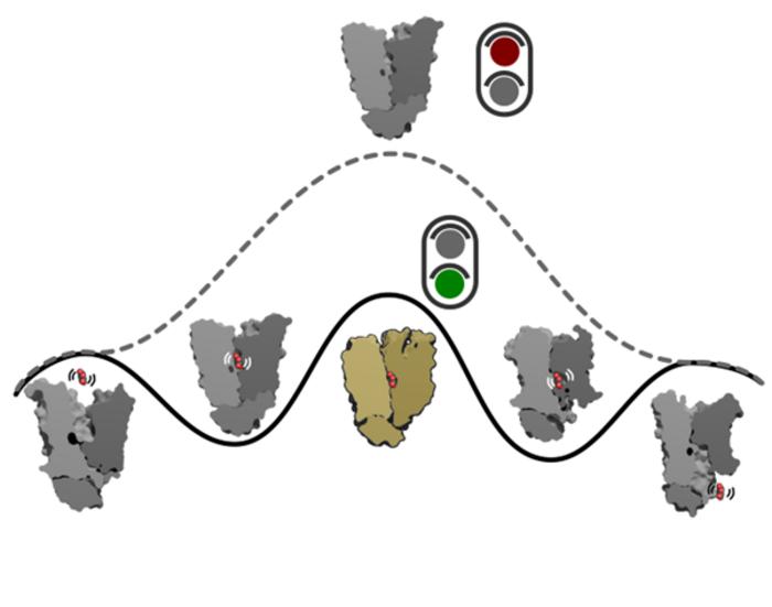 ‘Transition state’ mechanism behind sugar transport into cells