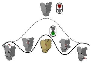‘Transition state’ mechanism behind sugar transport into cells