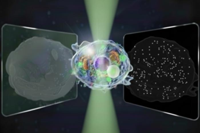 Conceptual illustration of the bidirectional quantitative scattering microscope
